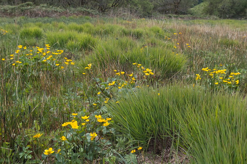 Purple moor grass and marsh marigold