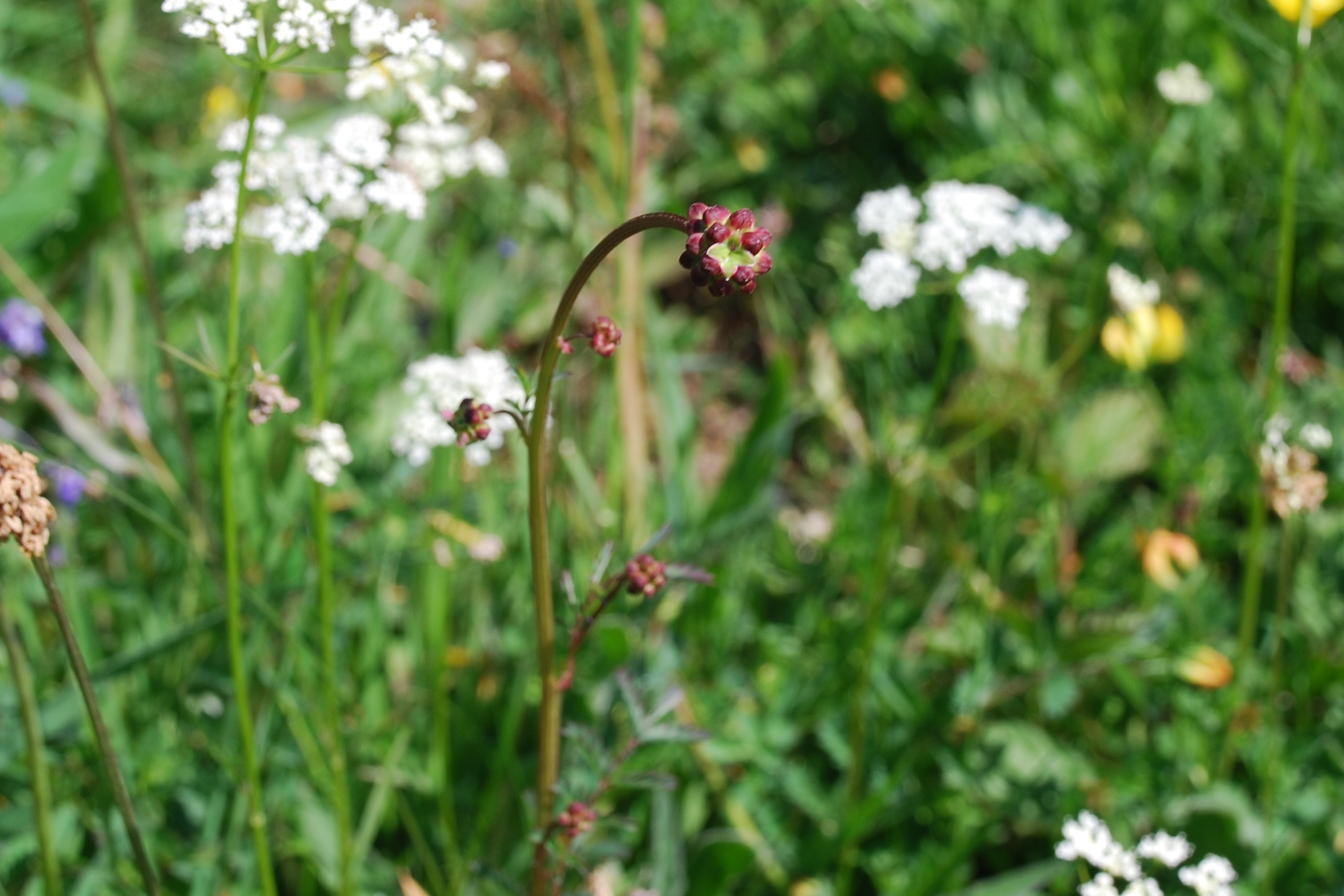salad_burnett_crop