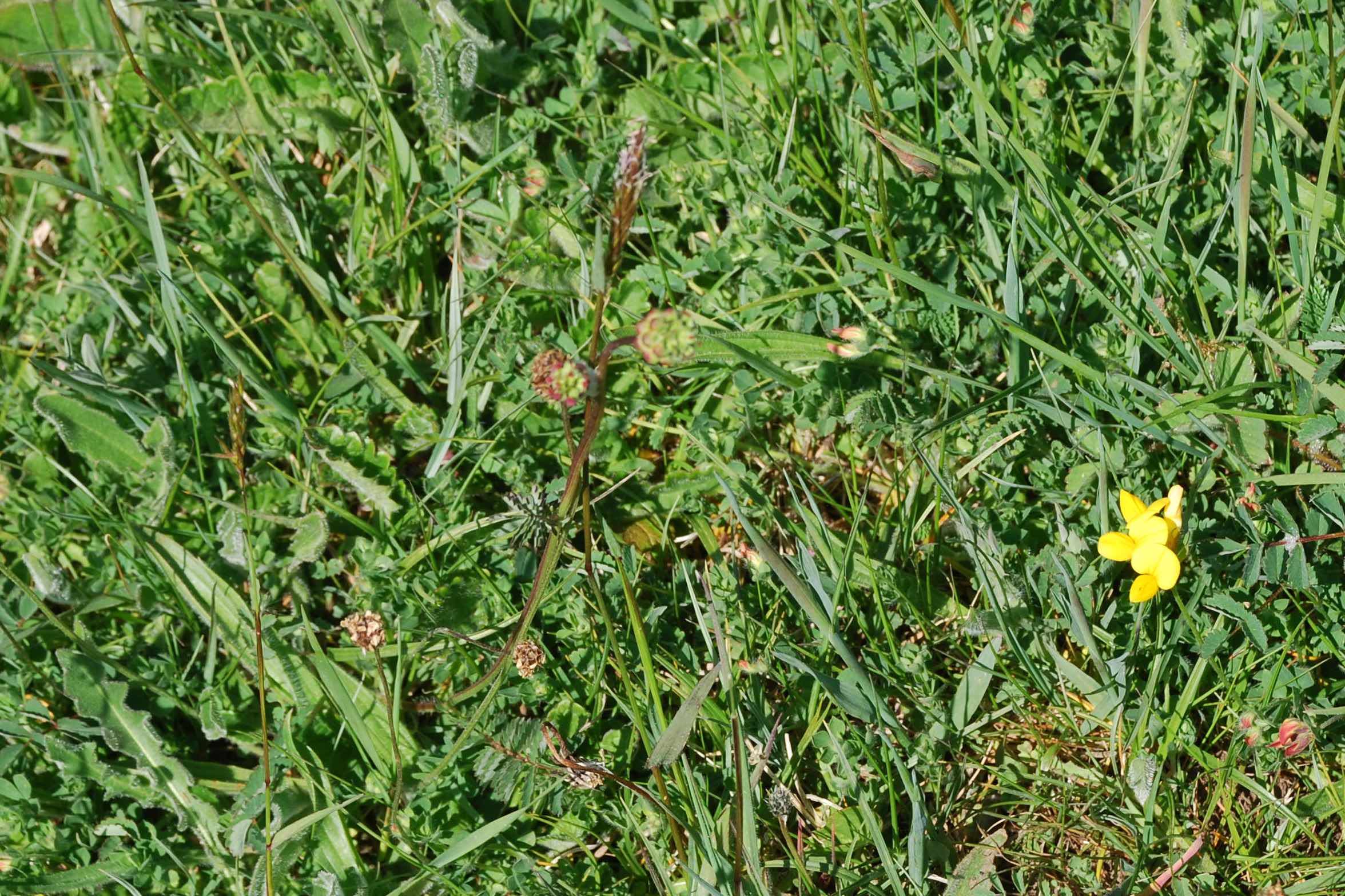 salad_burnett_crop2