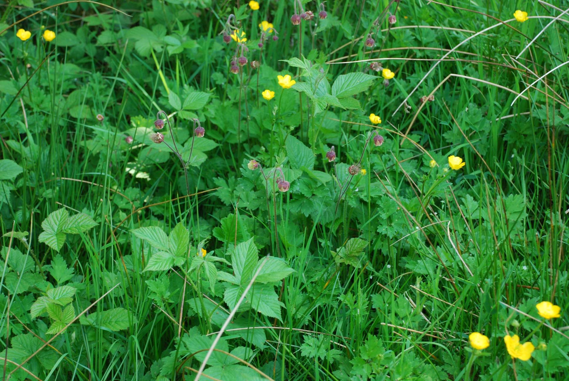 Water avens2