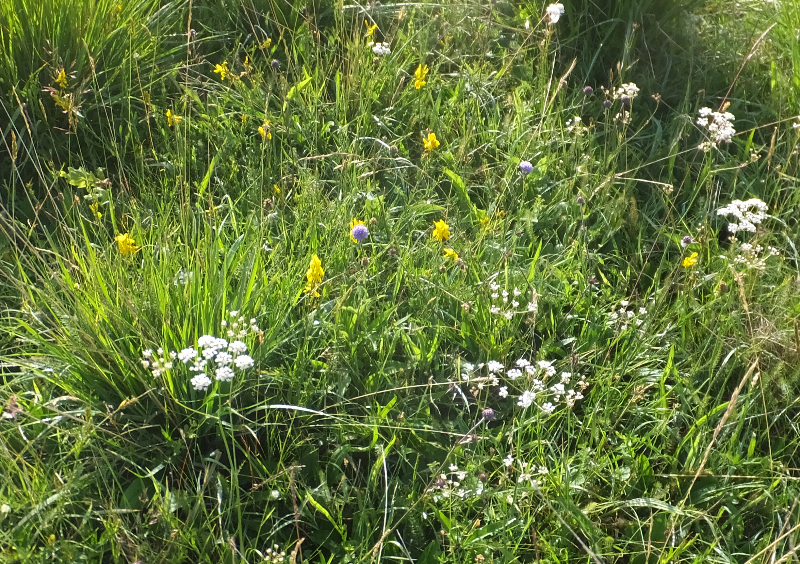 whirled caraway, dyers Greenw scabious